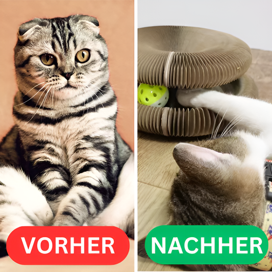 Katzenwirbel